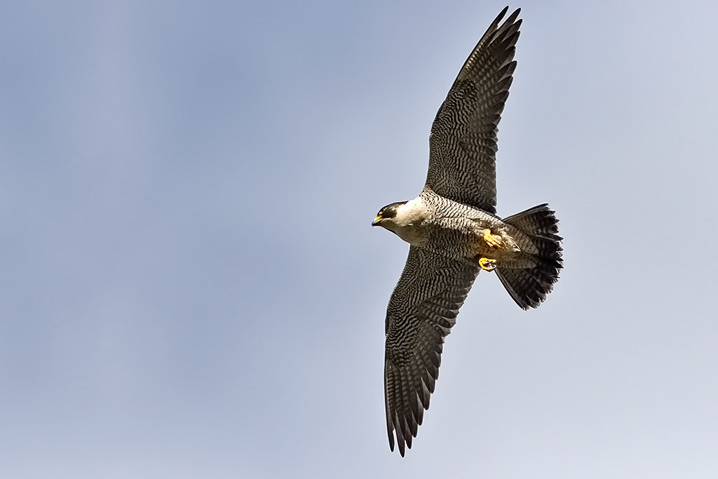 Peregrine