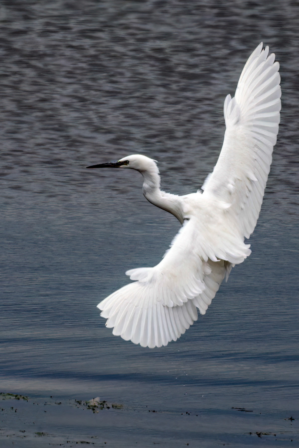 Little Egret