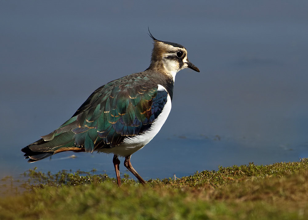 Lapwing