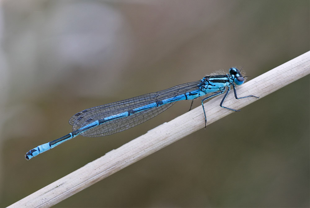 Azure Damselfly