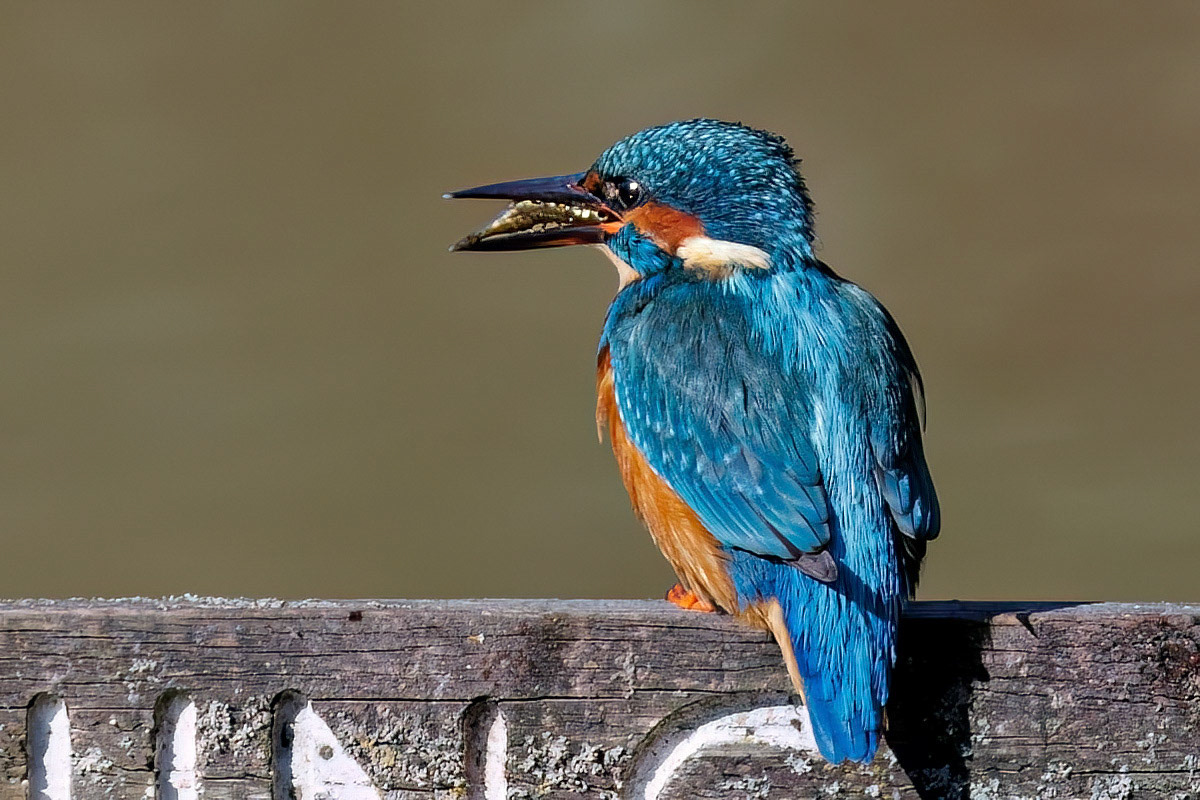 Kingfisher