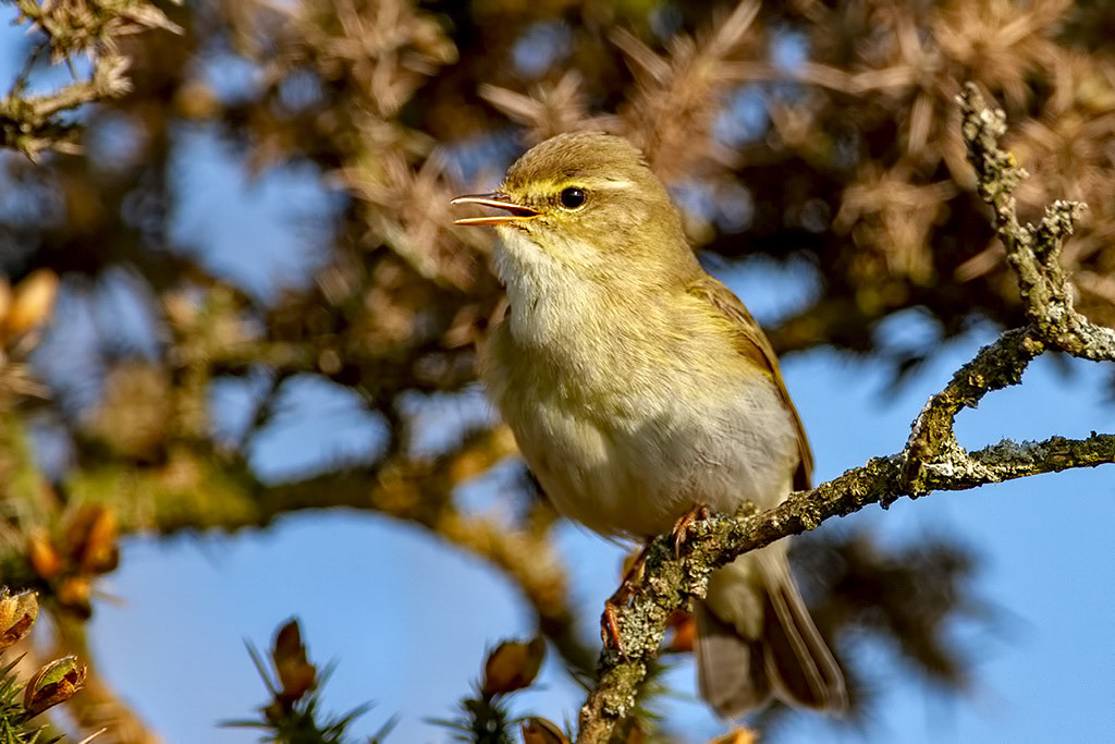 Willow Warbler