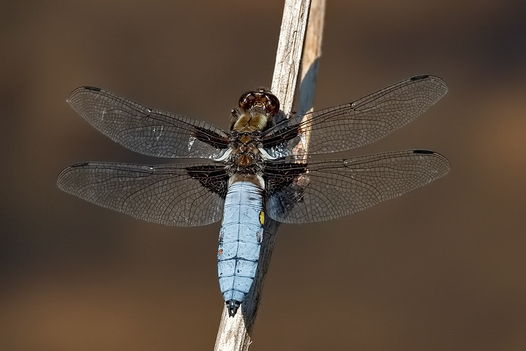 Broad-bodied Chaser