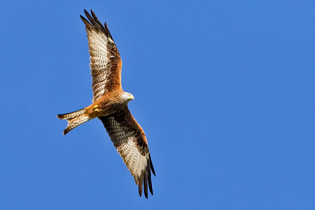 Red Kite