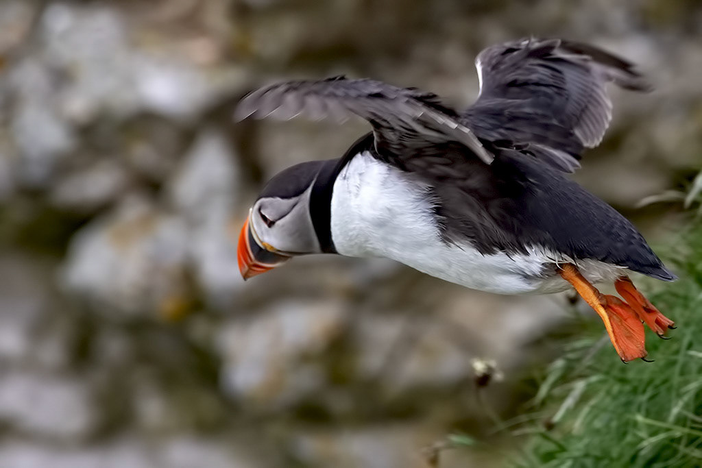Puffin