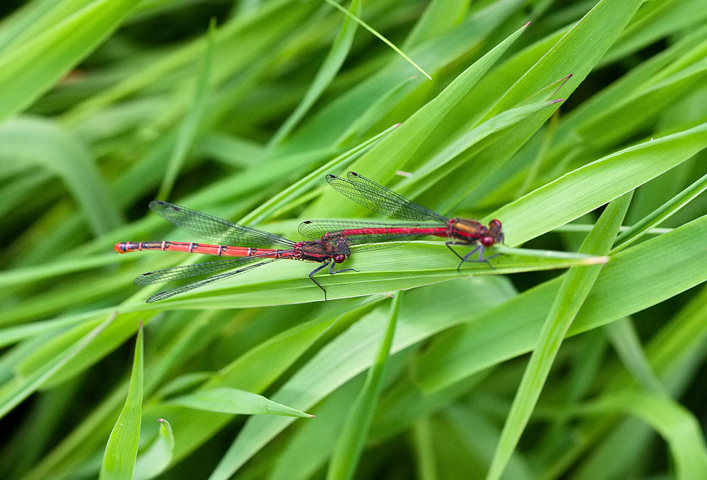 Large Red Damselfly