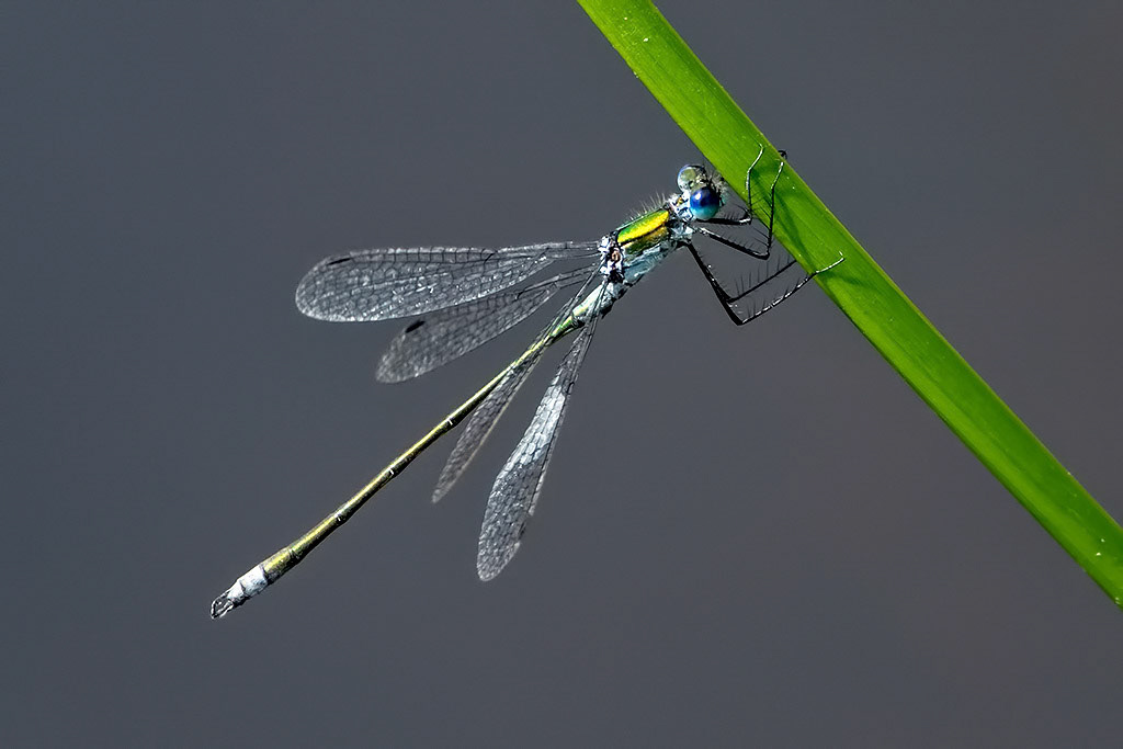 Emerald Damselfly