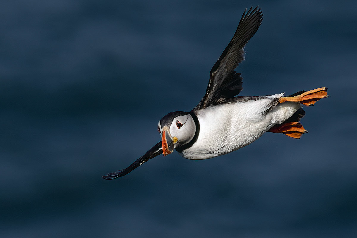 Puffin