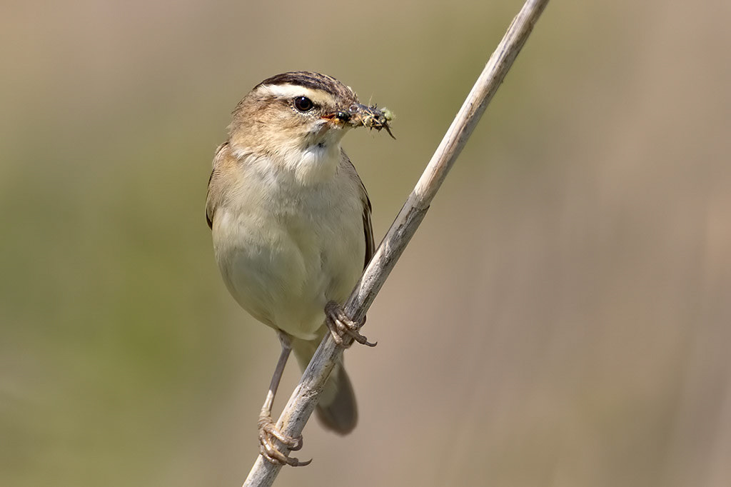 Sedge Warbler