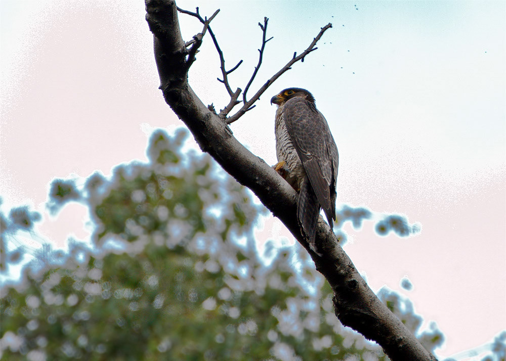 Peregrine