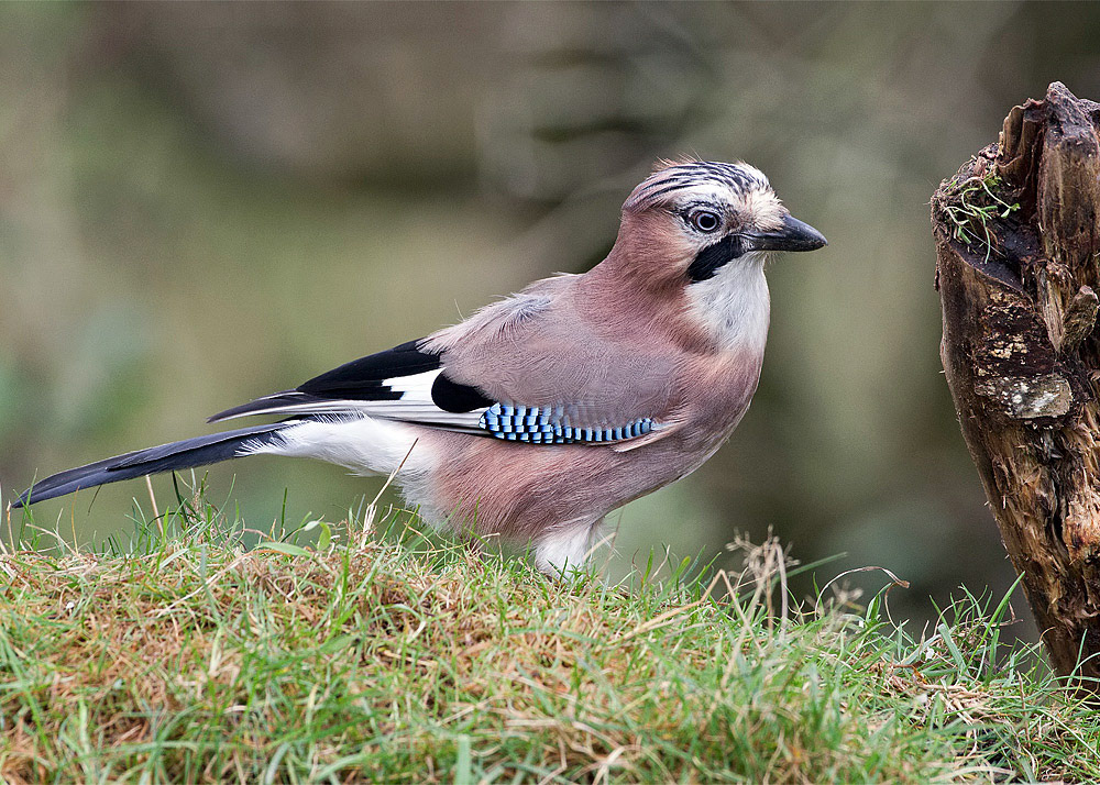 Jay