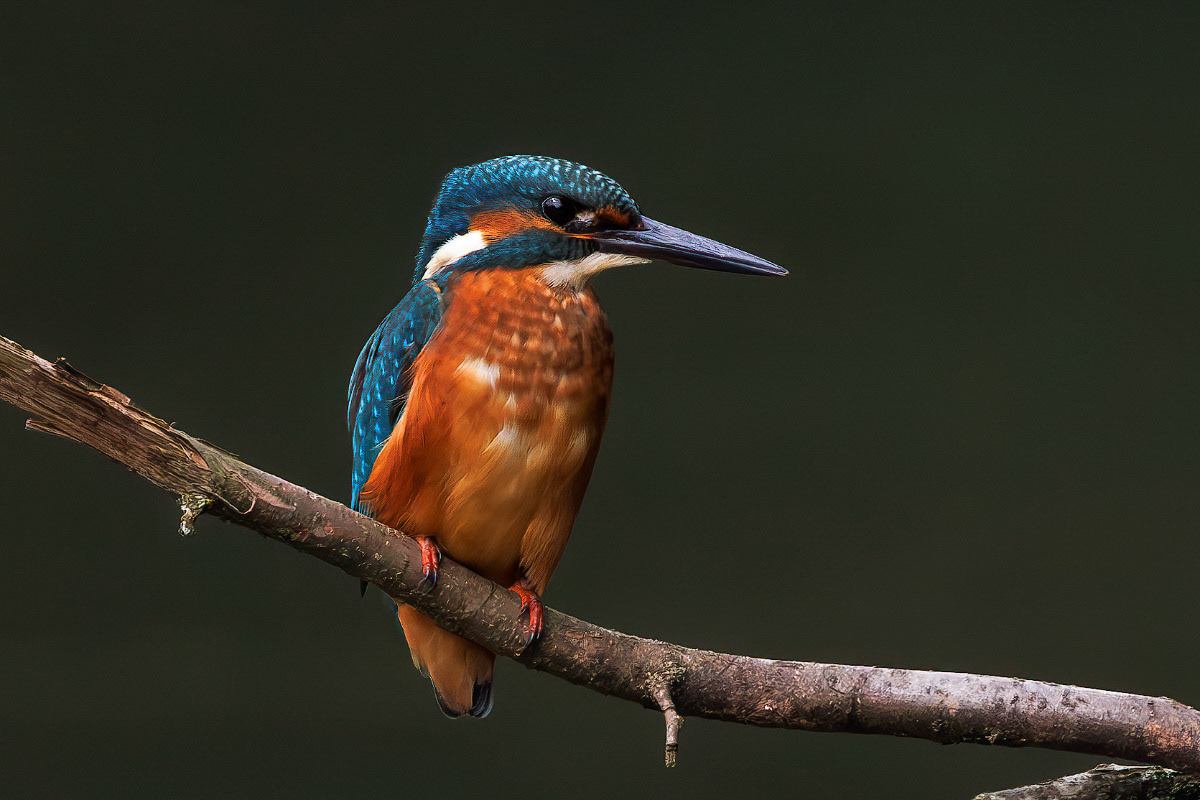 Kingfisher