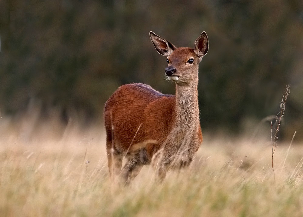 Red Deer