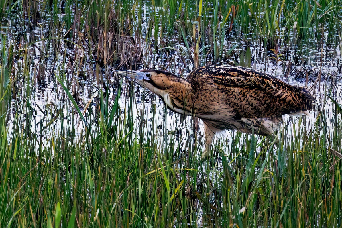Bittern