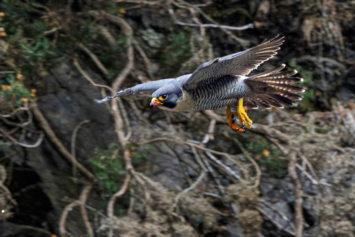 Peregrine