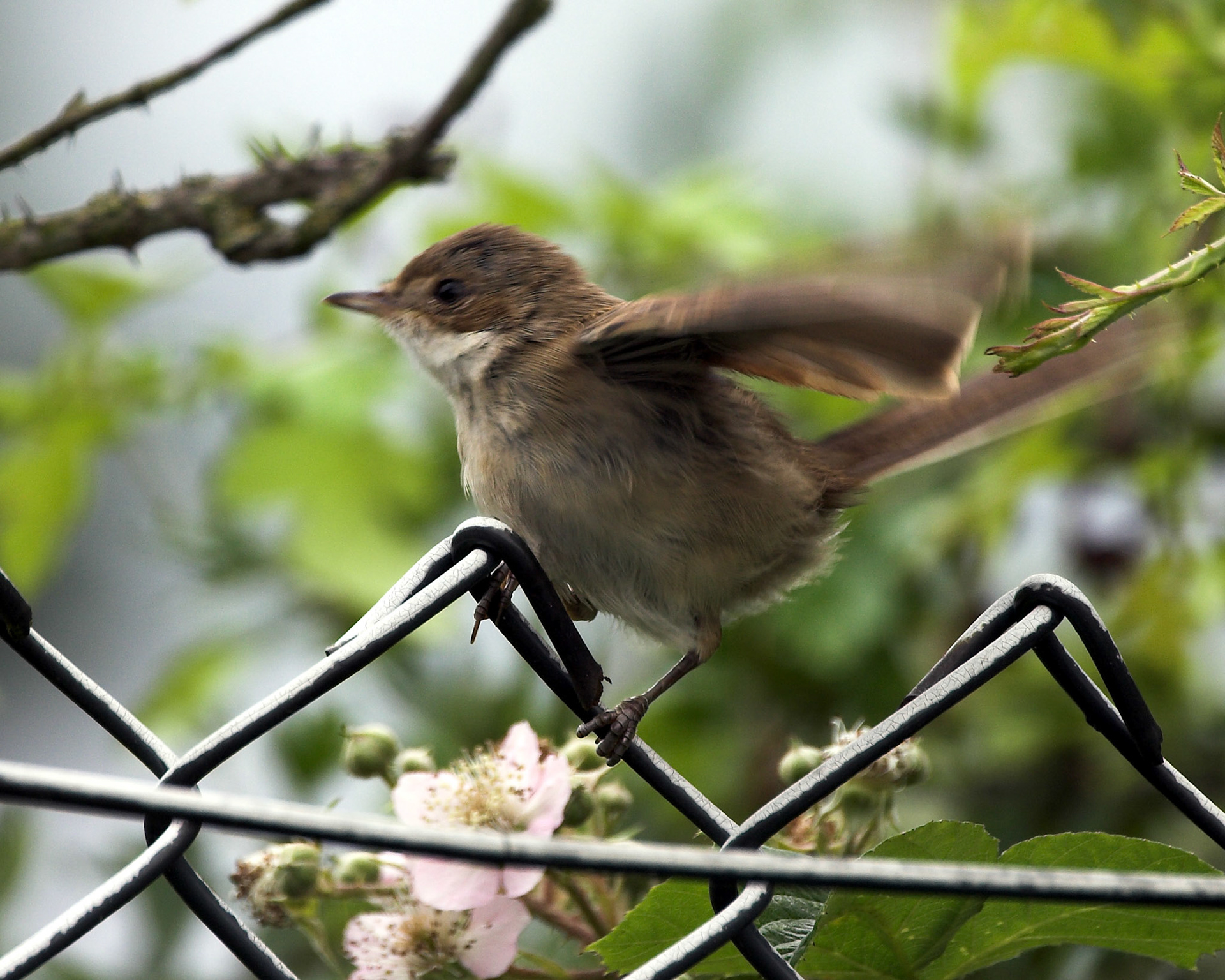 Whitethroat