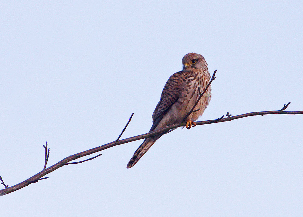 Kestrel