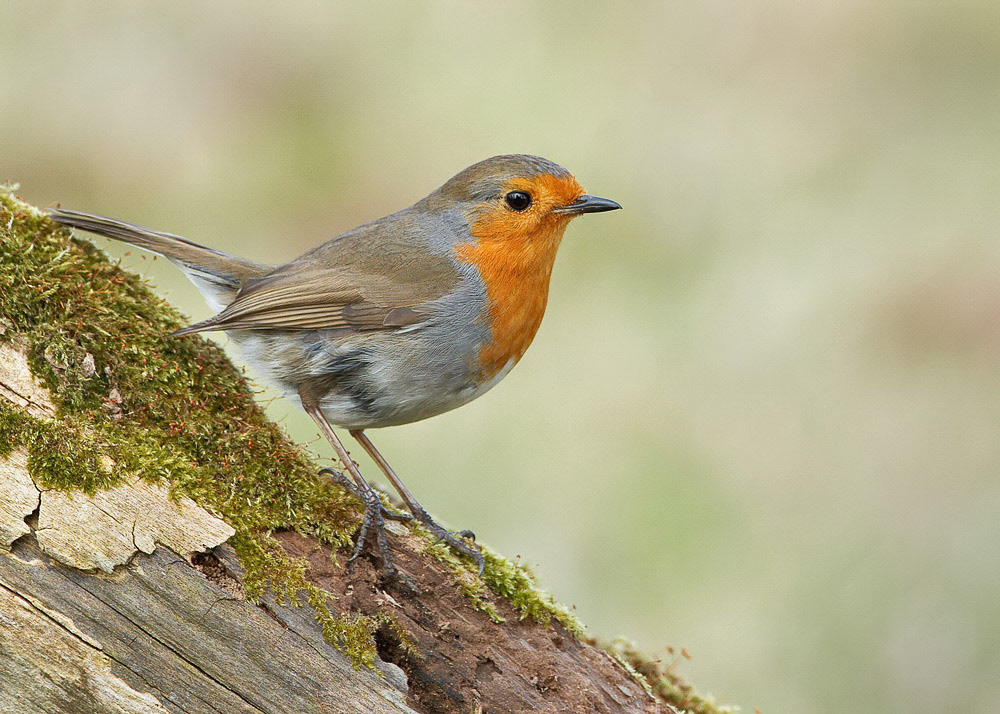 Robin