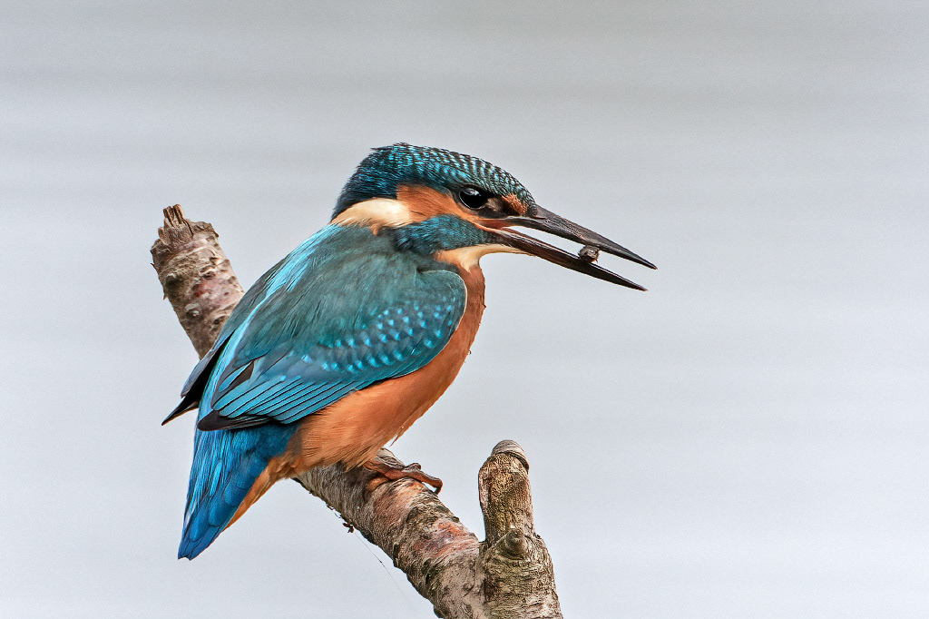 Kingfisher
