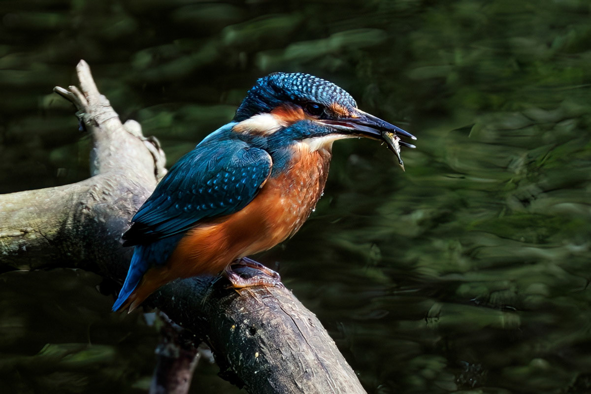 Kingfisher