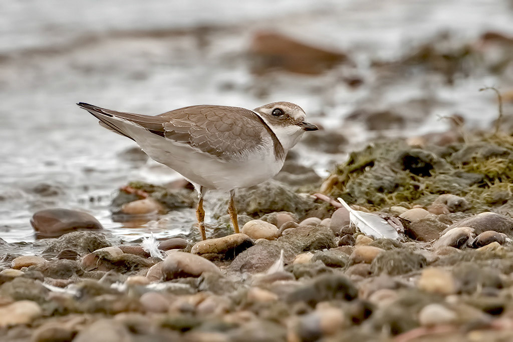 Ringed Plover