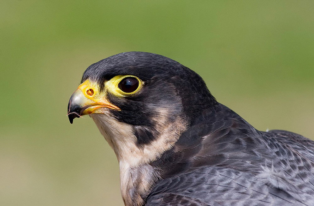 Peregrine