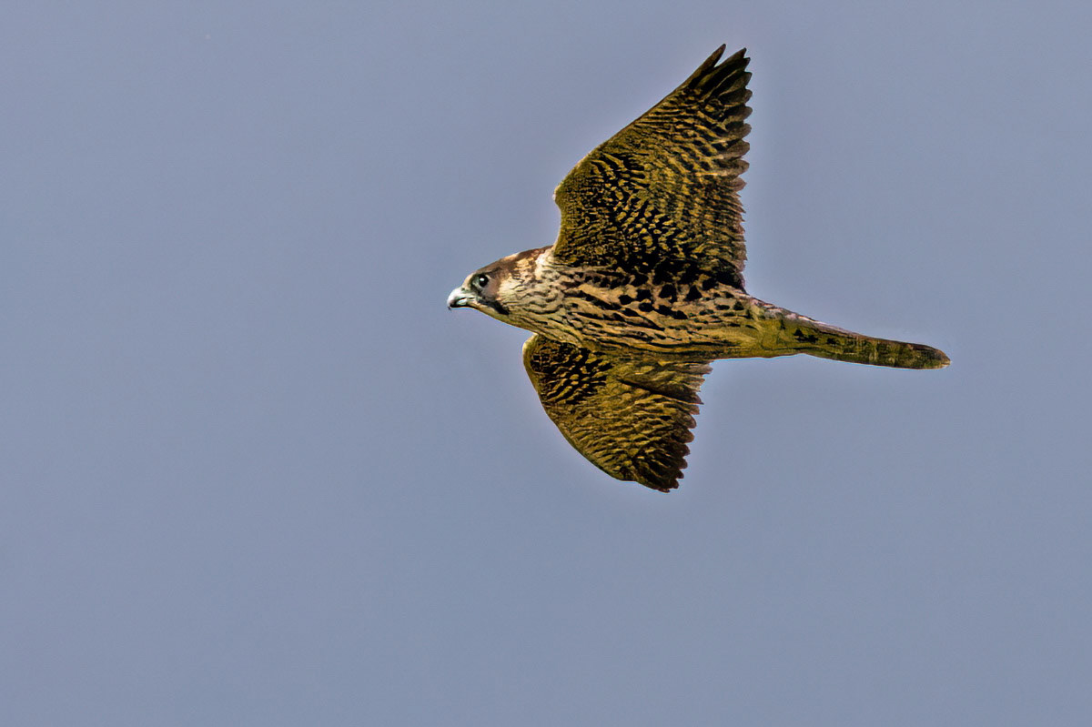 Peregrine