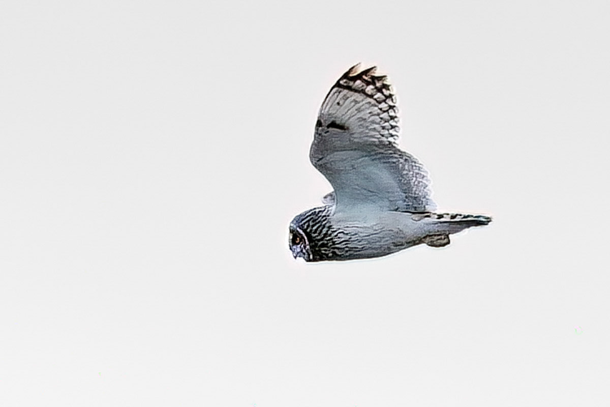 Short-eared Owl