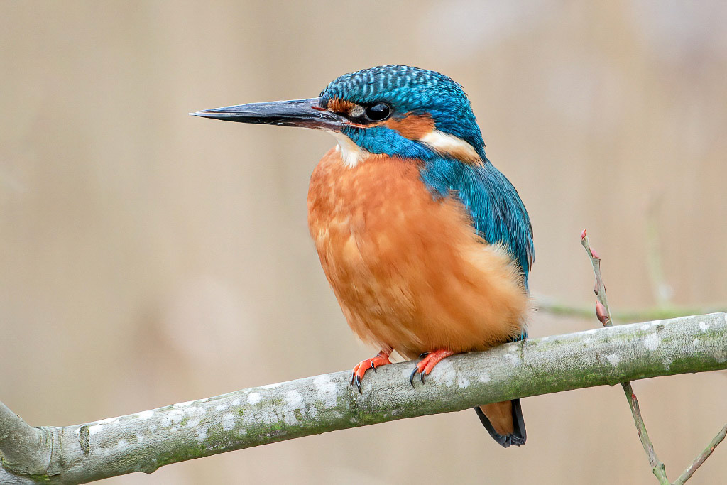 Kingfisher