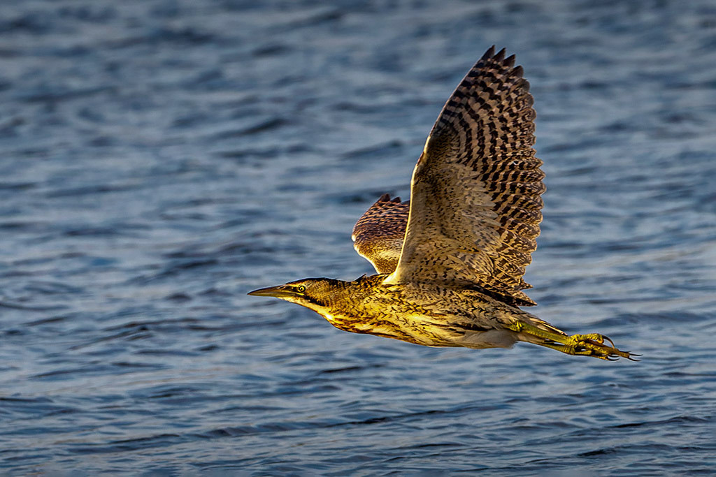 Bittern