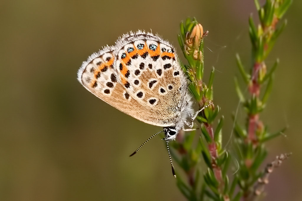 Silver-studded Blue