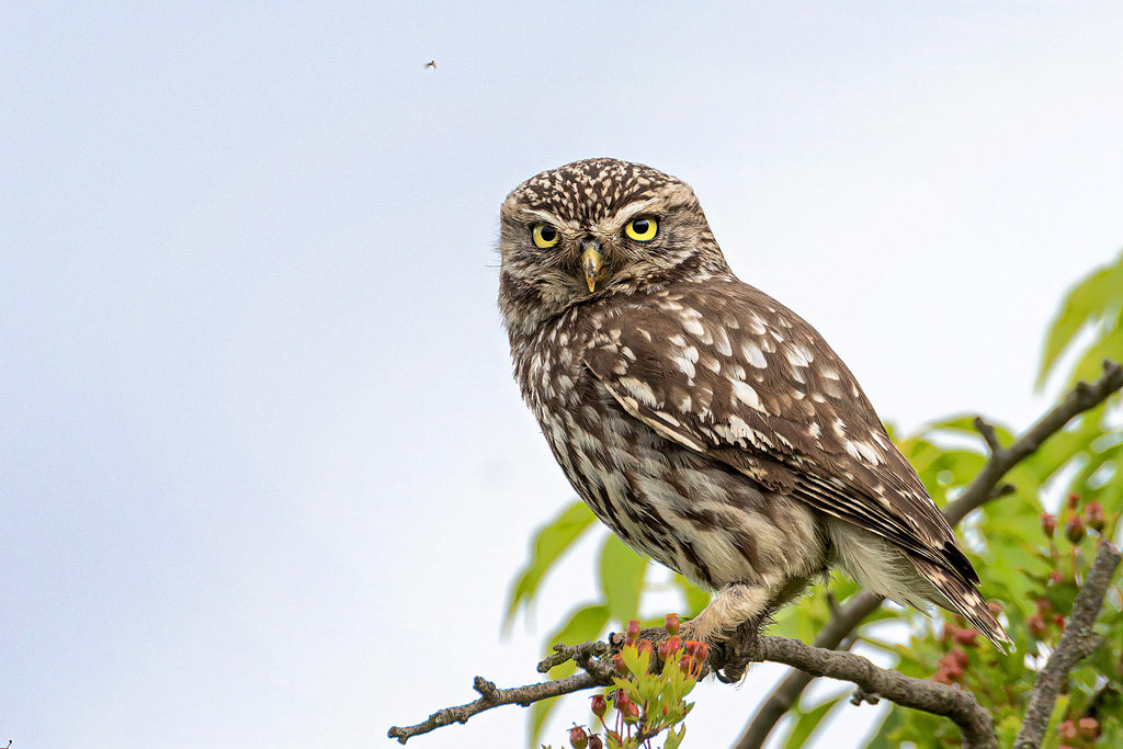 Little Owl