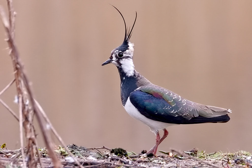 Lapwing