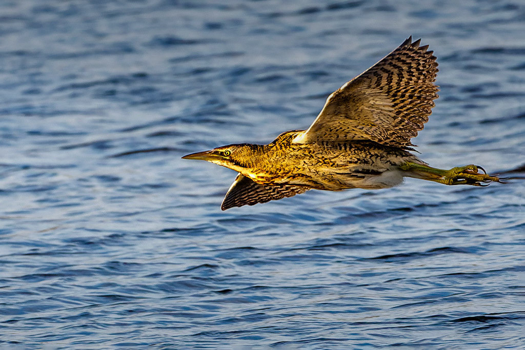 Bittern