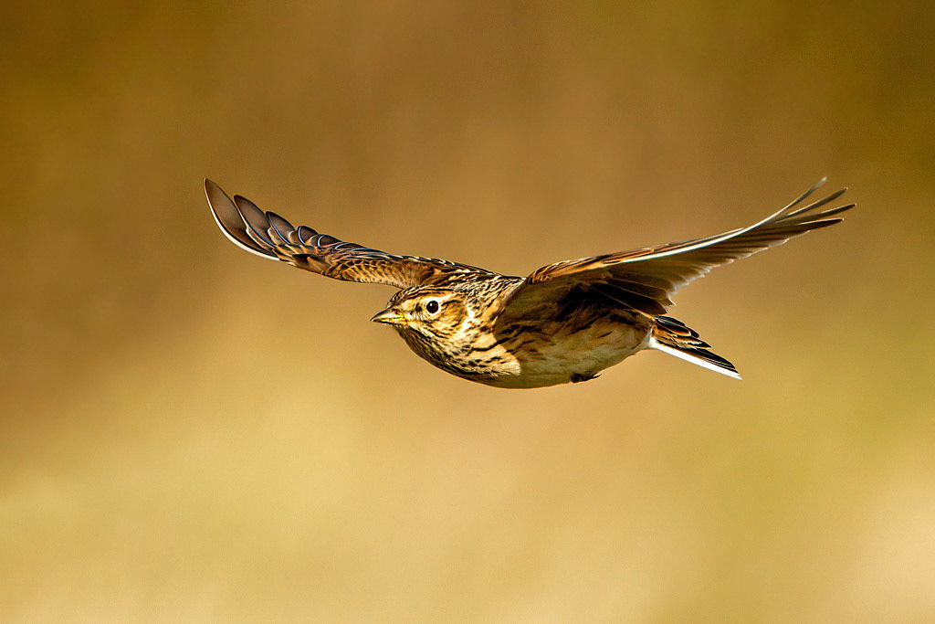 Skylark