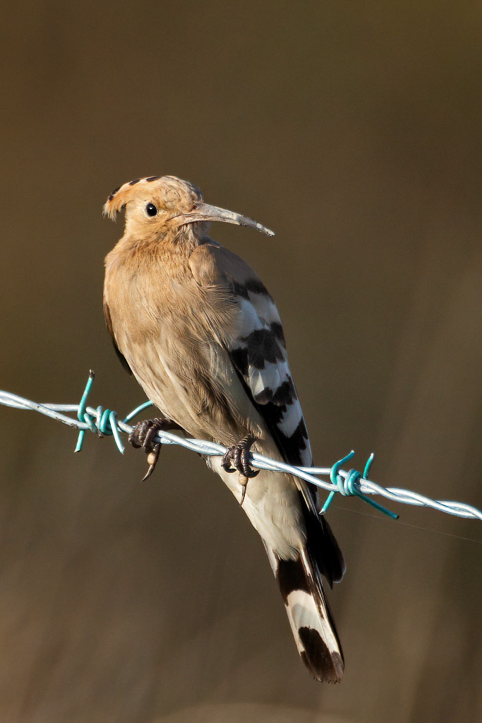 Hoopoe