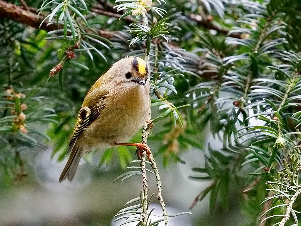 Goldcrest