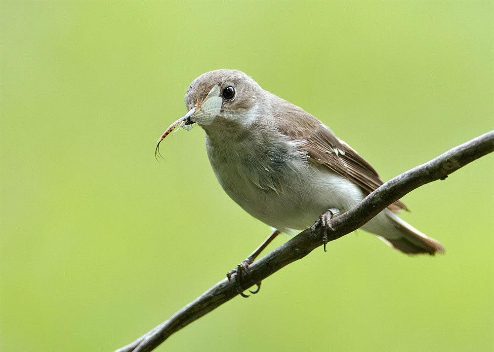 Female Pied Flycatcher