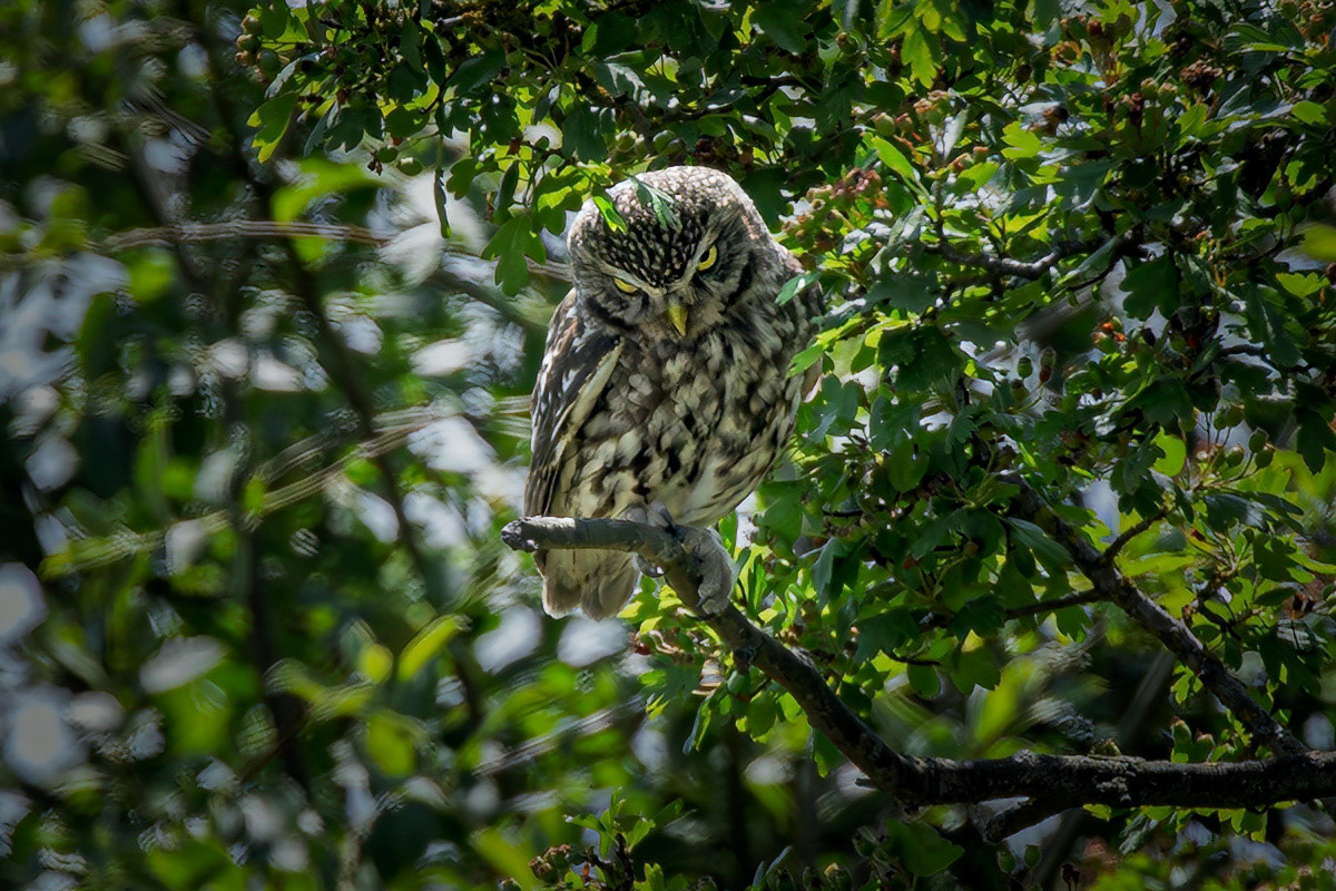 Little Owl