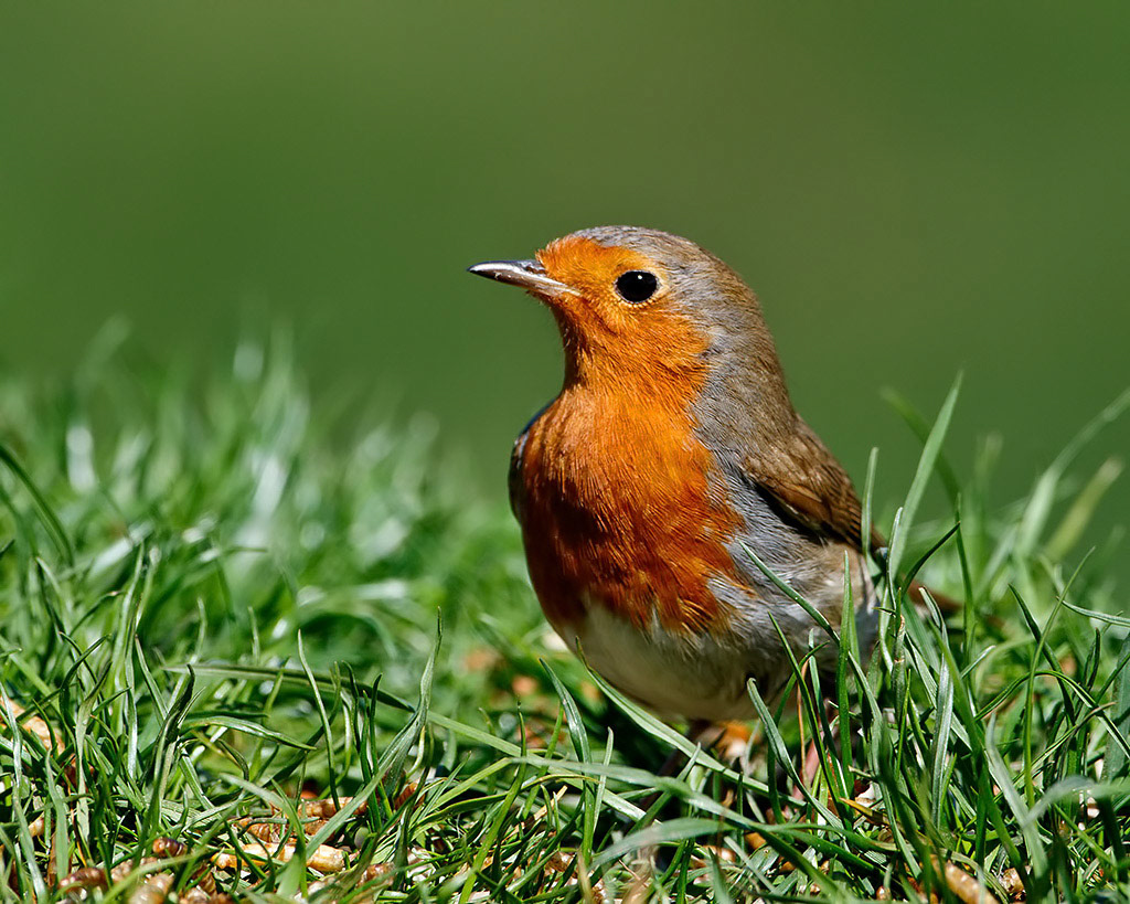 Robin