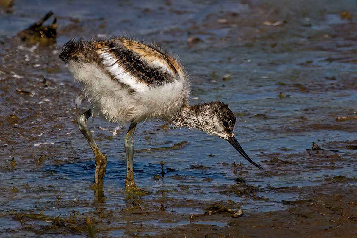 Avocet