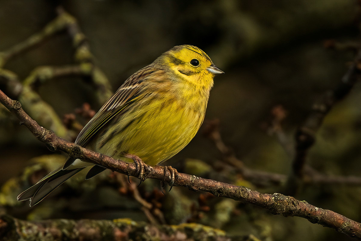 Yellowhammer