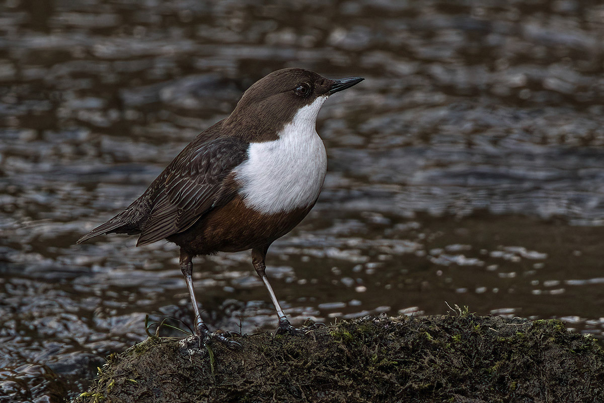 Dipper