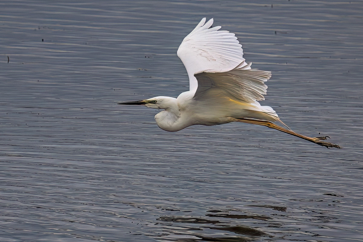 Great White Egret