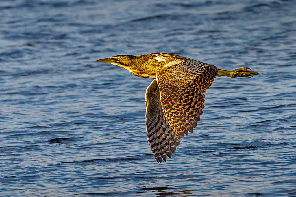 Bittern