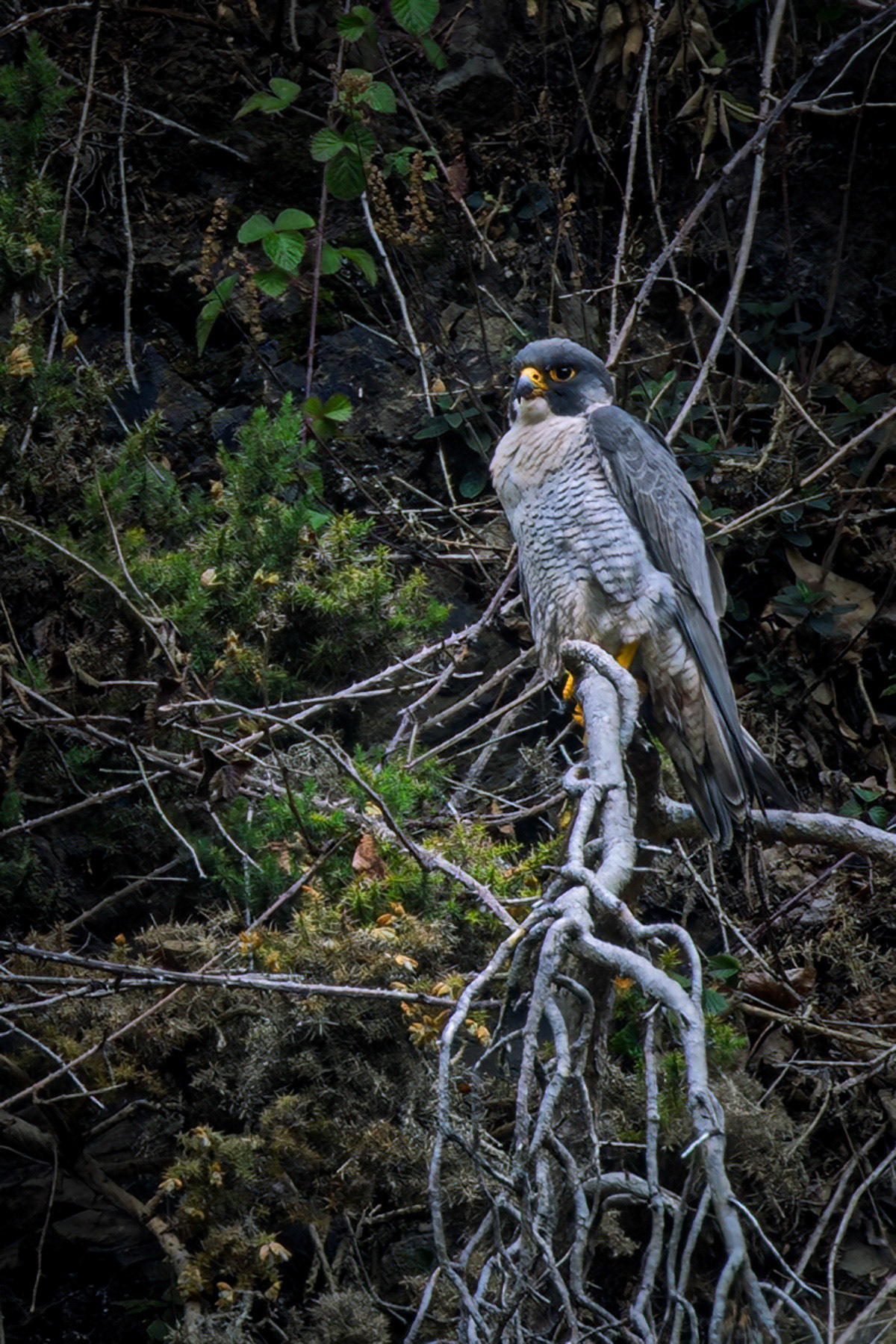 Peregrine