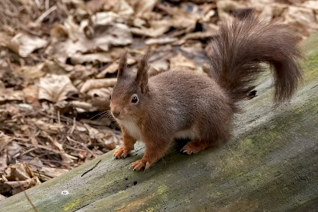 Red Squirrel