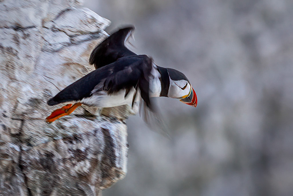 Puffin