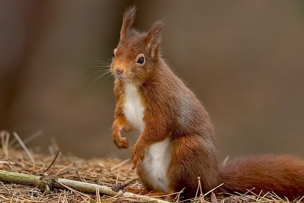 Red Squirrel