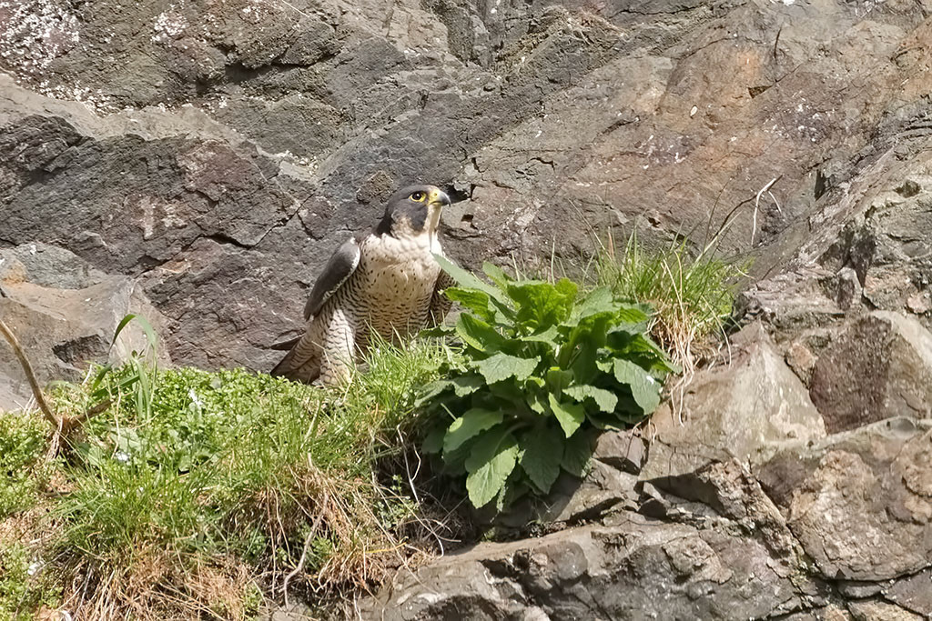 Peregrine